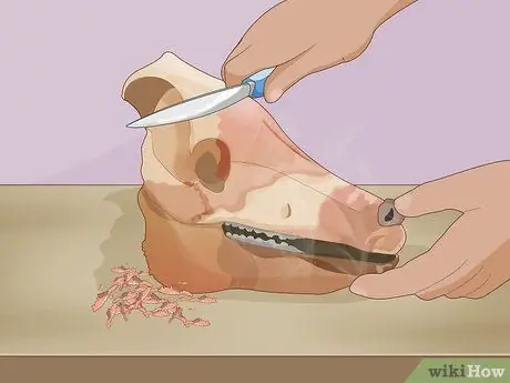 Очистить череп оленя Шаг 3