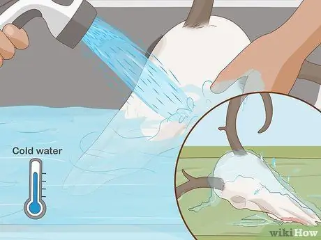 Очистить череп оленя Шаг 4