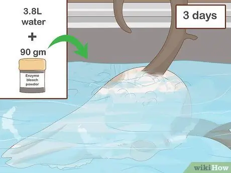 Очистить череп оленя Шаг 5