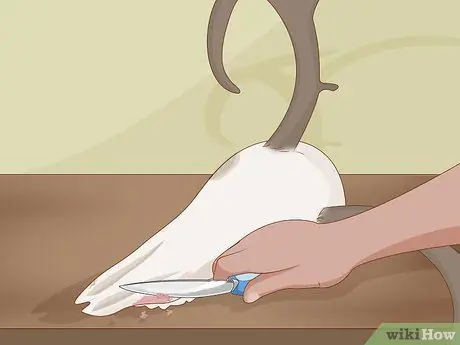 Очистить череп оленя Шаг 6