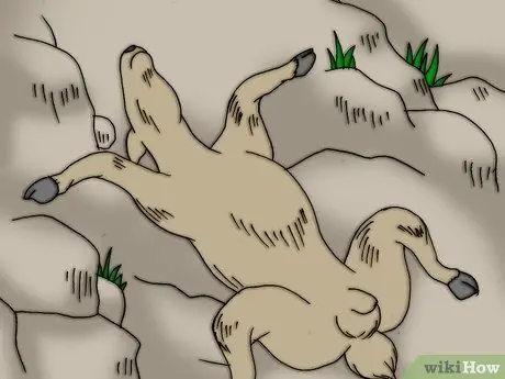 Снимите шкуру с мертвого животного, шаг 1