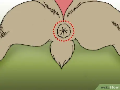 Снимите шкуру с мертвого животного Шаг 11