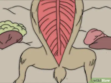 Снимите шкуру с мертвого животного Шаг 12