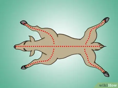 Снимите шкуру с мертвого животного Шаг 14