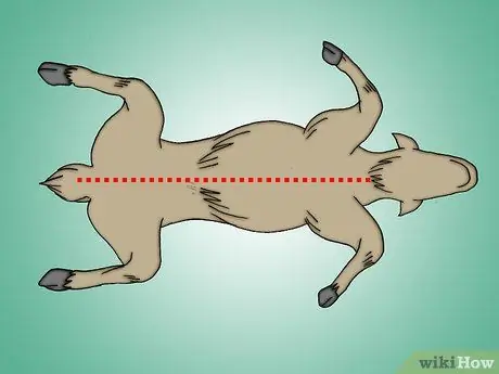 Снимите шкуру с мертвого животного, шаг 4