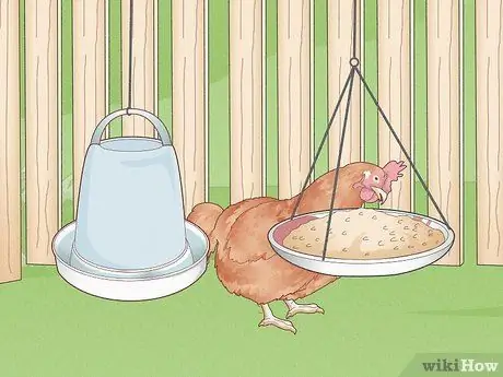 Предотвратить заболевания цыплят Шаг 2