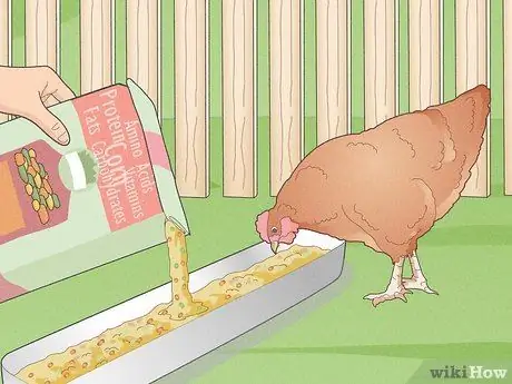 Предотвратить заболевания цыплят Шаг 4