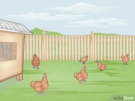 Предотвратить заболевания цыплят Шаг 6