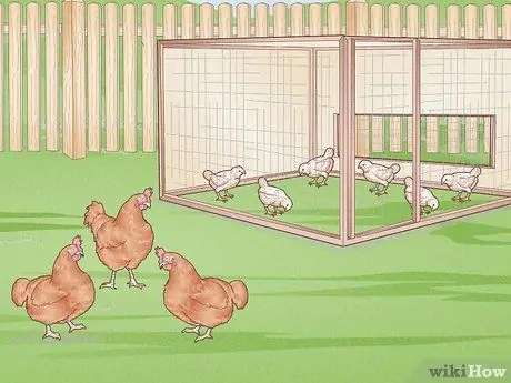 Предотвратить заболевания цыплят Шаг 7