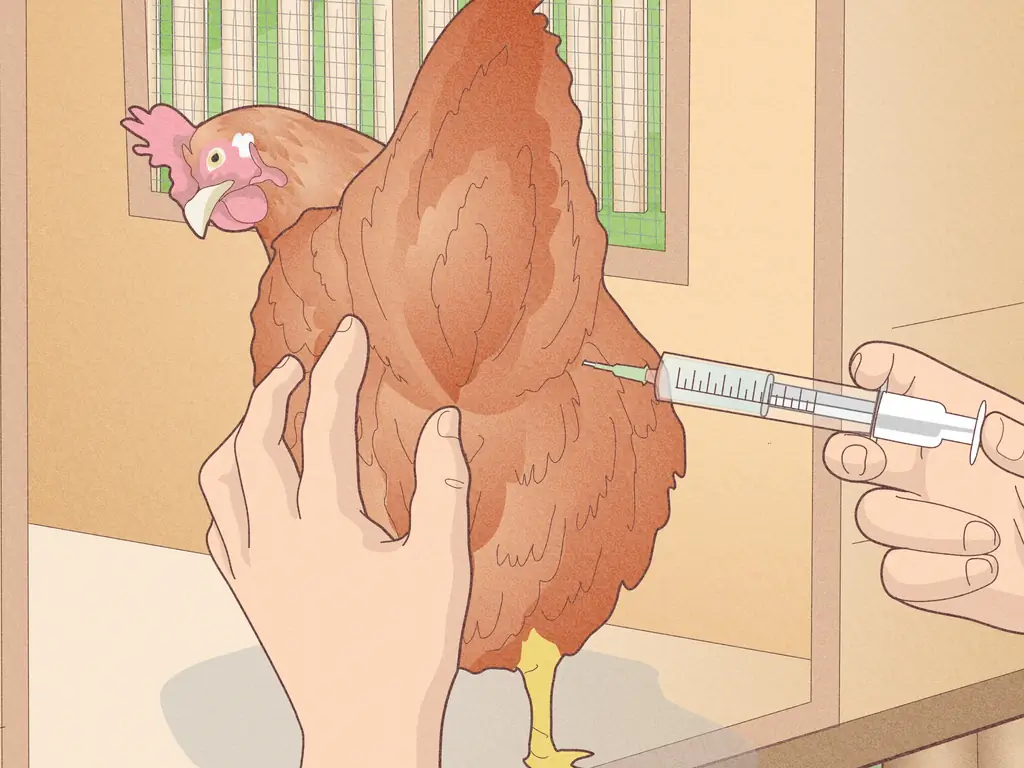 3 способа предотвратить заболевания цыплят