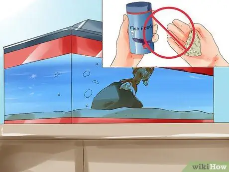 Гуманно убить рыбу Шаг 4