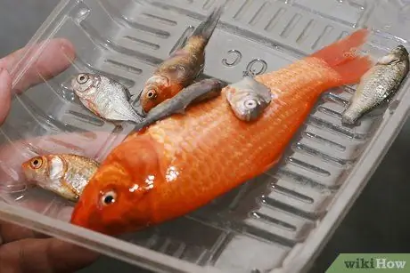 Остатки рыбы из компоста Шаг 3