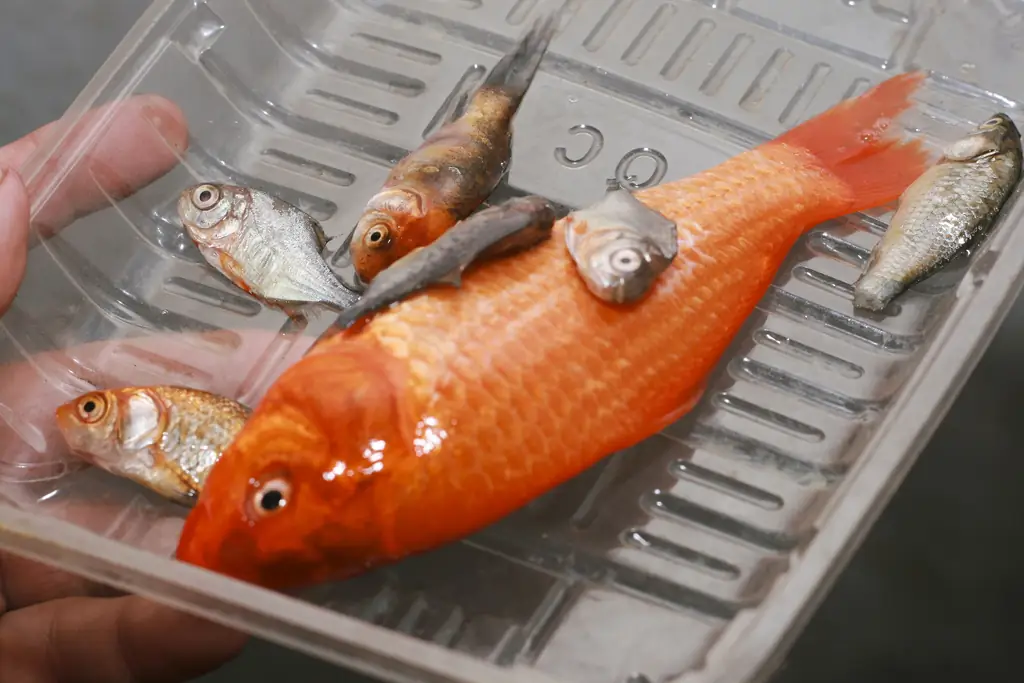 Как сделать компост из рыбных остатков: 3 шага (с иллюстрациями)