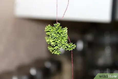 Сушить петрушку на воздухе Шаг 5
