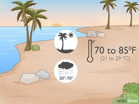 Выращивание гвоздики, шаг 1