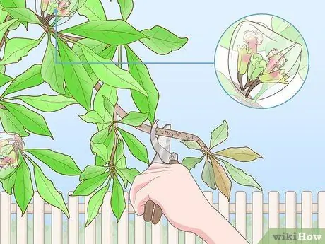 Выращивание гвоздики Шаг 14