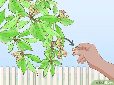 Выращивание гвоздики Шаг 15