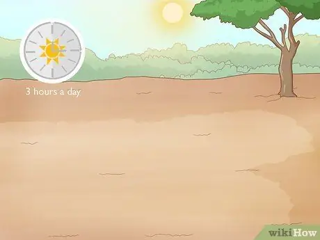 Выращивание гвоздики, шаг 2