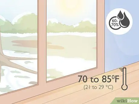 Выращивание гвоздики, шаг 3