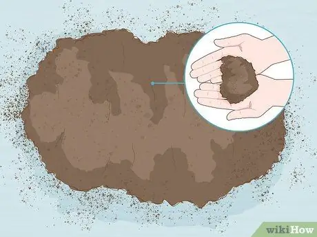 Выращивание гвоздики, шаг 4