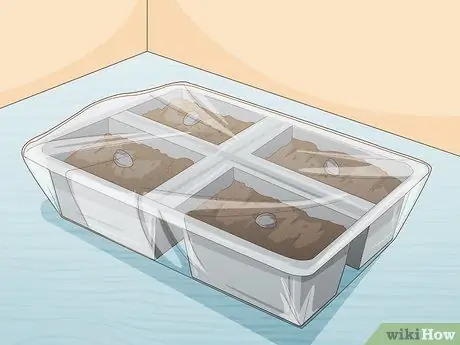 Выращивание гвоздики Шаг 5