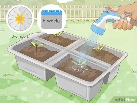 Выращивание гвоздики Шаг 6