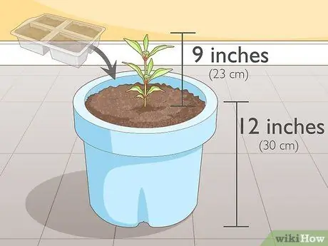 Выращивание гвоздики Шаг 7