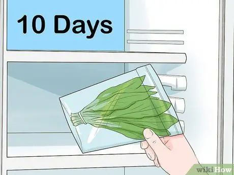 Сбор цикория, шаг 10