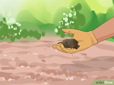 Сбор цикория, шаг 16