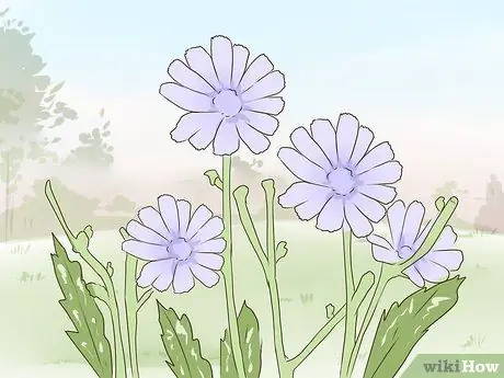 Сбор цикория, шаг 17