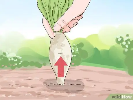 Сбор цикория, шаг 2