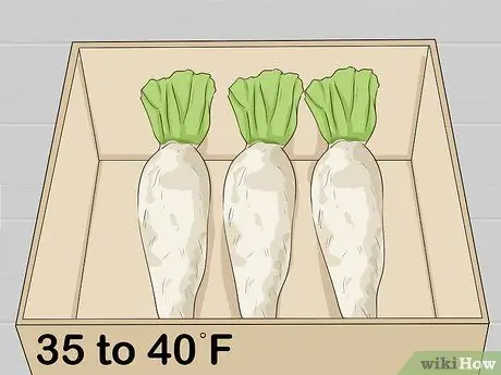 Сбор цикория, шаг 3