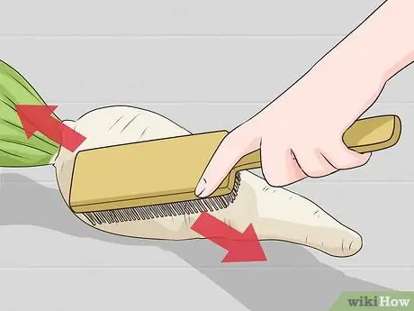 Сбор цикория, шаг 4