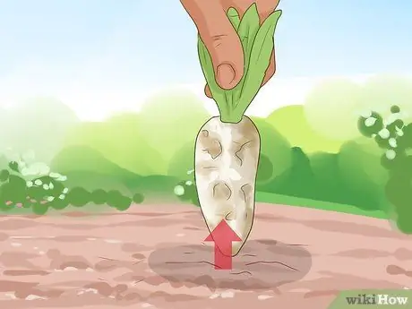 Сбор цикория, шаг 5