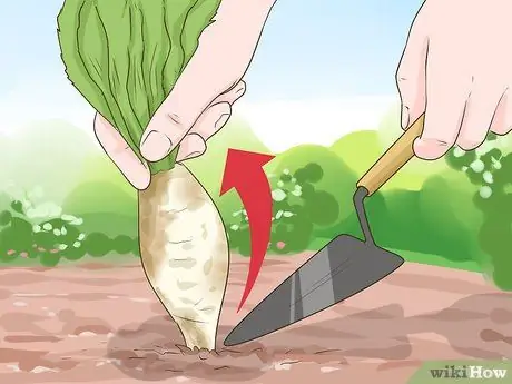 Сбор цикория, шаг 7