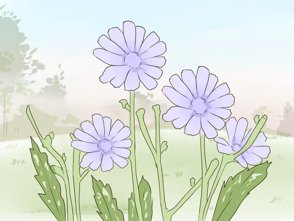 4 способа сбора цикория