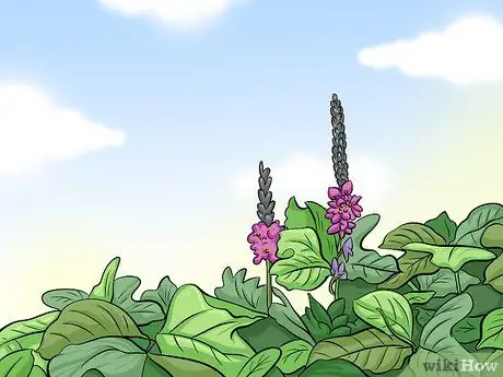 Ешьте кудзу, шаг 1