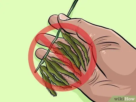 Ешьте кудзу Шаг 10