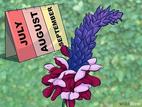 Ешьте кудзу, шаг 2