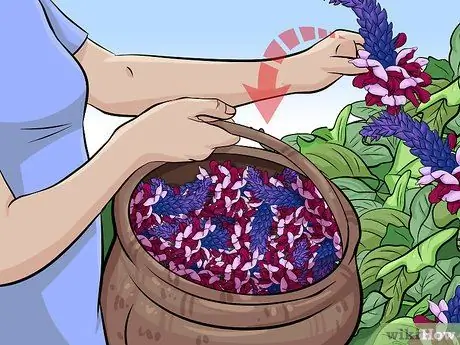 Ешьте кудзу, шаг 3