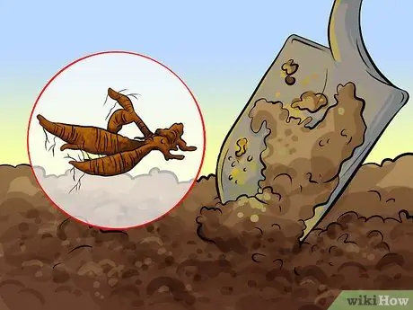 Ешьте кудзу Шаг 5