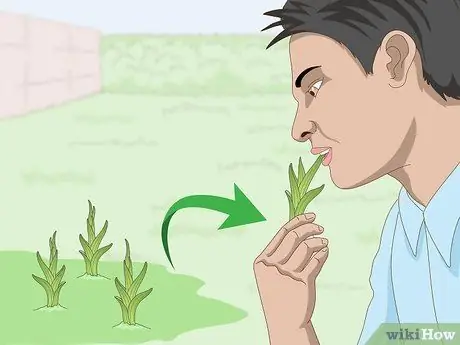 Ешьте лилейники, шаг 1