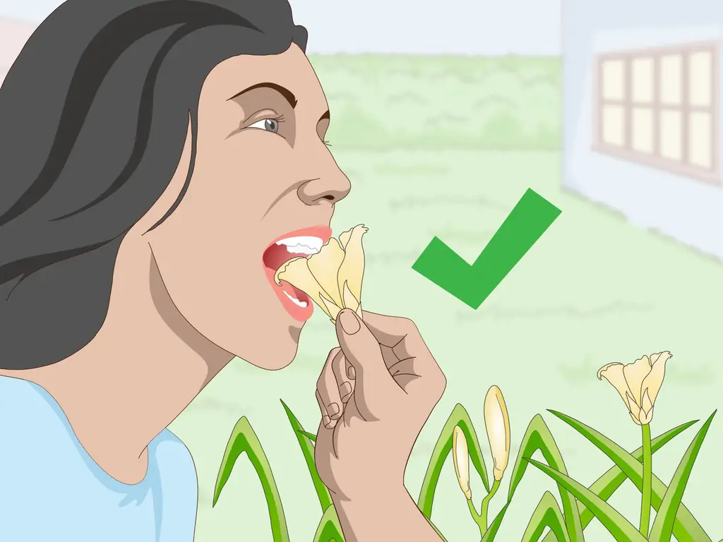 3 способа есть лилейники