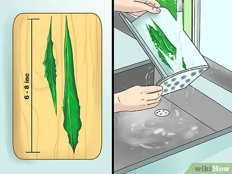 Ешьте цикорий Шаг 8