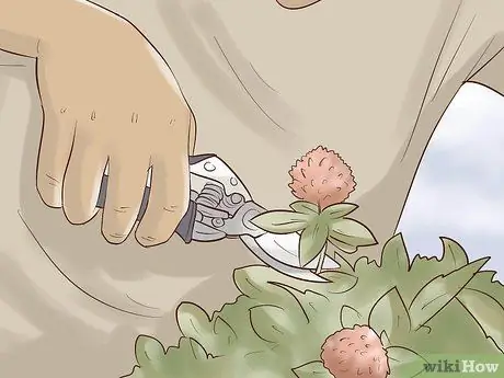 Ешьте красный клевер Шаг 1