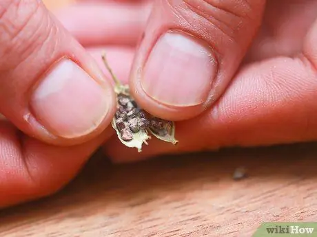 Синяк кардамона Шаг 3