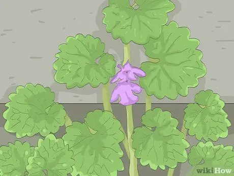 Съешьте ползучего Чарли, шаг 10