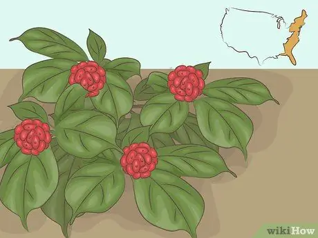 Купить женьшень Step 8