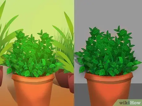 Купить Mint Plants Step 10