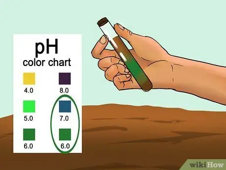 Купить растения мяты шаг 11
